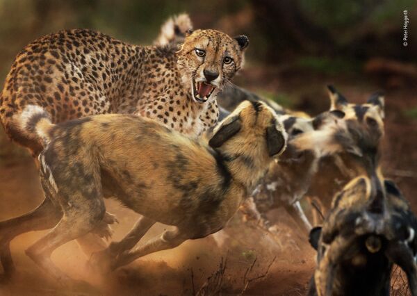 Peter Haygarth. Работа участника конкурса Wildlife Photographer of the Year 2019 Peter Haygarth. Работа участника конкурса Wildlife Photographer of the Year 2019