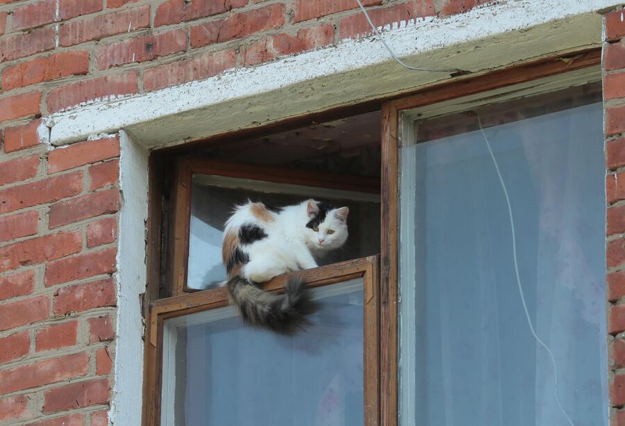 Кот в окне жилого дома в Поселке глухих Кот в окне жилого дома в Поселке глухих