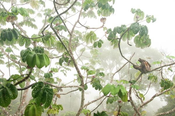 Carlos Pérez Naval. Работа победителя конкурса GDT European Wildlife Photographer of the Year 2019 Carlos Pérez Naval. Работа победителя конкурса GDT European Wildlife Photographer of the Year 2019