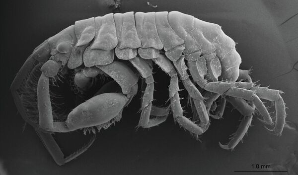 Новый вид ракообразных Podocerus jinbe найден во рту китовой акулы Новый вид ракообразных Podocerus jinbe найден во рту китовой акулы