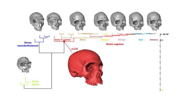 Череп Homo sapiens Череп Homo sapiens