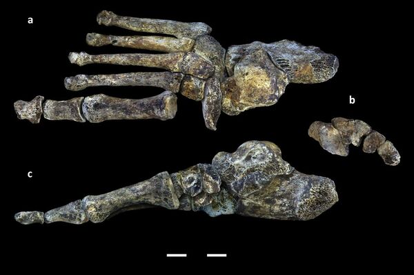 Стопа Homo naledi Стопа Homo naledi