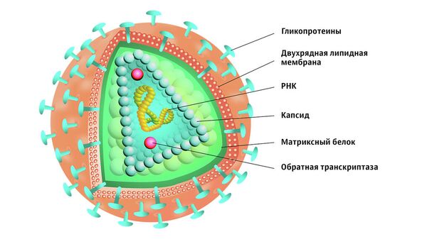 Схема строения вируса кори