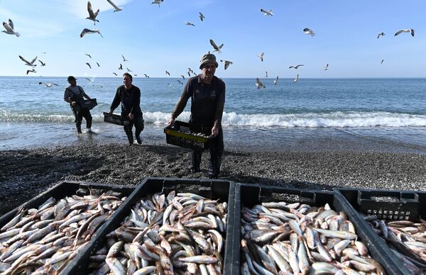 Рыбаки разгружают выловленную в Черном море рыбу Рыбаки разгружают выловленную в Черном море рыбу