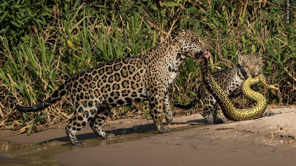 Michel Zoghzoghi. Шортлист Wildlife Photographer of the Year LUMIX People's Choice Award Michel Zoghzoghi. Шортлист Wildlife Photographer of the Year LUMIX People's Choice Award