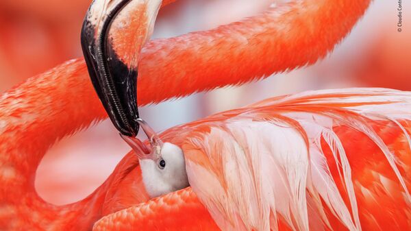 Claudio Contreras Koob. Шортлист Wildlife Photographer of the Year LUMIX People's Choice Award Claudio Contreras Koob. Шортлист Wildlife Photographer of the Year LUMIX People's Choice Award