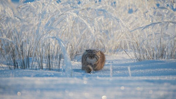 Valeriy Maleev. Шортлист Wildlife Photographer of the Year LUMIX People's Choice Award Valeriy Maleev. Шортлист Wildlife Photographer of the Year LUMIX People's Choice Award