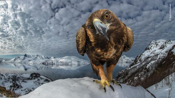 Audun Rikardsen. Шортлист Wildlife Photographer of the Year LUMIX People's Choice Award Audun Rikardsen. Шортлист Wildlife Photographer of the Year LUMIX People's Choice Award