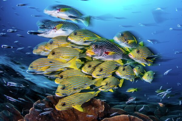 Nicholas More. Работа победителя конкурса 2019 Ocean Art Underwater Photo Competition Nicholas More. Работа победителя конкурса 2019 Ocean Art Underwater Photo Competition