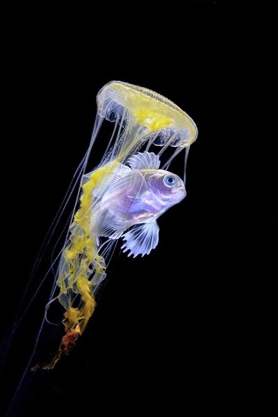 Tianhong Wang. Работа победителя конкурса 2019 Ocean Art Underwater Photo Competition Tianhong Wang. Работа победителя конкурса 2019 Ocean Art Underwater Photo Competition