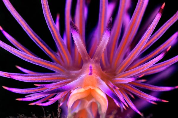 Jenny Stock. Работа победителя конкурса 2019 Ocean Art Underwater Photo Competition Jenny Stock. Работа победителя конкурса 2019 Ocean Art Underwater Photo Competition