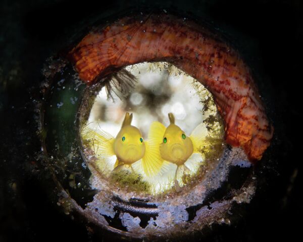 George Kuo-Wei Kao. Работа победителя конкурса 2019 Ocean Art Underwater Photo Competition George Kuo-Wei Kao. Работа победителя конкурса 2019 Ocean Art Underwater Photo Competition