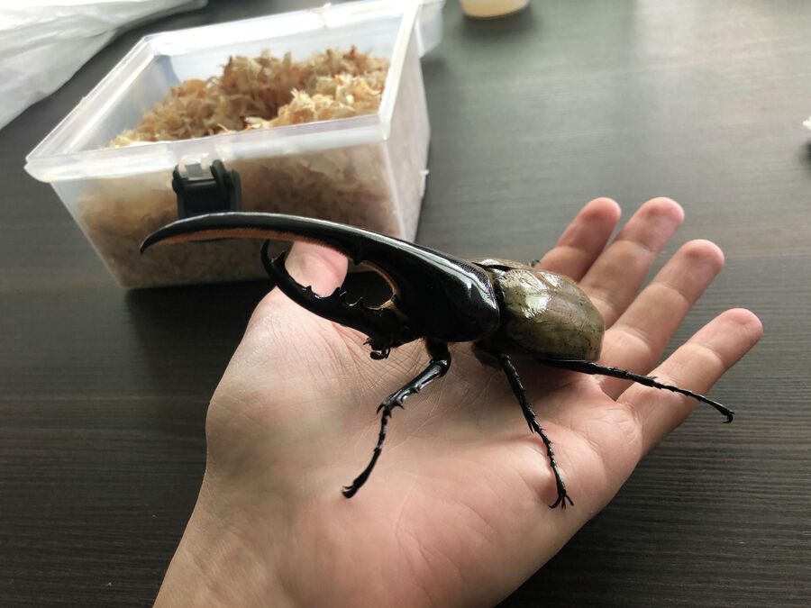 Жук Жук