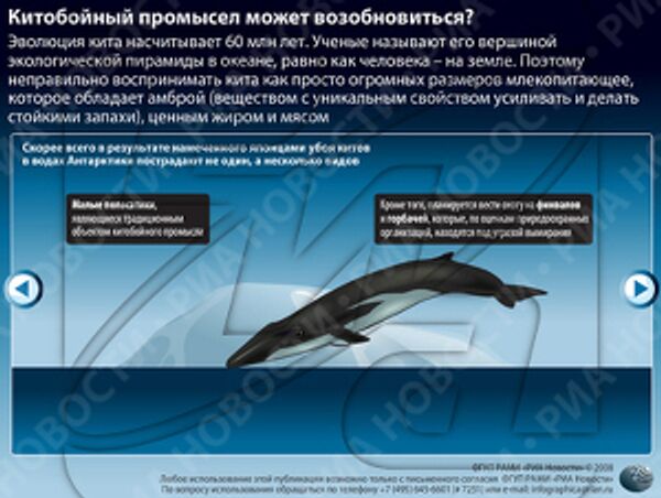 Китобойный промысел может возобновиться? Китобойный промысел может возобновиться?