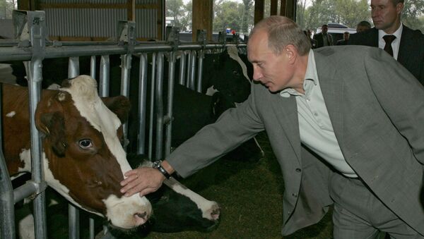 Президент России Владимир Путин во время посещения молочной фермы. Архив Президент России Владимир Путин во время посещения молочной фермы. Архив