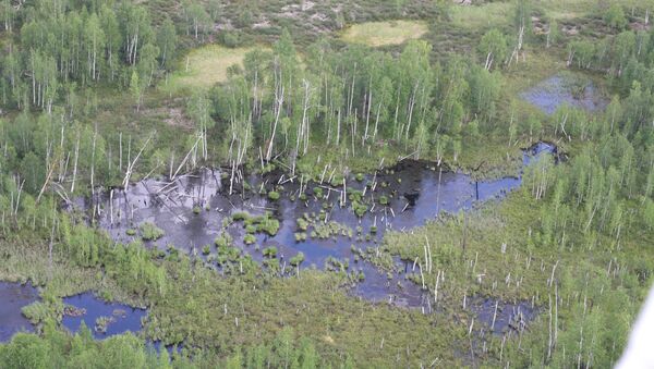 Тайга в районе падения Тунгусского метеорита. Архив Тайга в районе падения Тунгусского метеорита. Архив