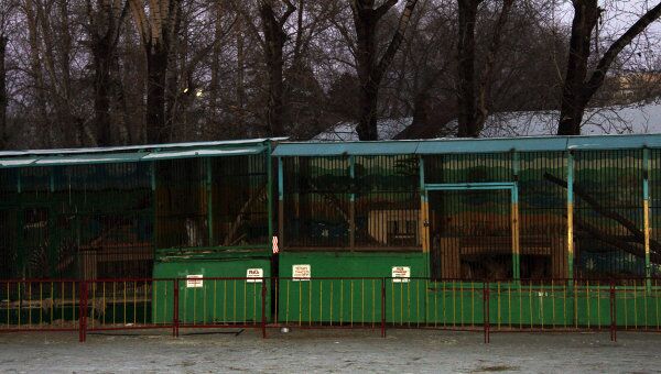 Передвижной зоопарка Лигер в Благовещенске, в котором тигр напал на ребенка Передвижной зоопарка Лигер в Благовещенске, в котором тигр напал на ребенка