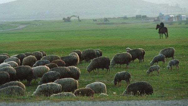 Баран породы Texel продан на аукционе за рекордные 231 тыс фунтов Баран породы Texel продан на аукционе за рекордные 231 тыс фунтов