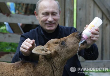 Премьер-министр РФ Владимир Путин посетил парк Лосиный остров Премьер-министр РФ Владимир Путин посетил парк Лосиный остров