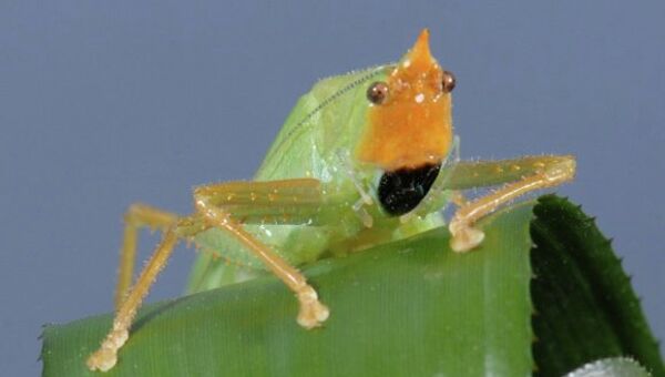 Кузнечик Copiphora gorgonensis Кузнечик Copiphora gorgonensis