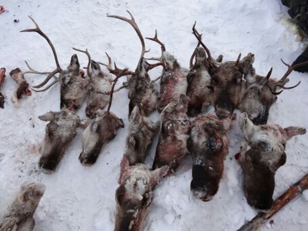 Группа браконьеров задержана на Камчатке за охоту на диких оленей Группа браконьеров задержана на Камчатке за охоту на диких оленей