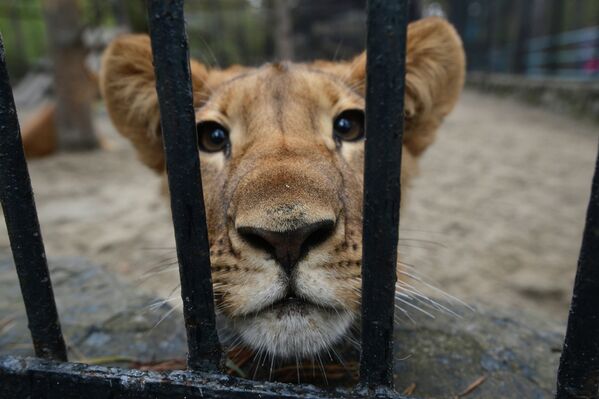 Бурые и полосатые хищники Новосибирского зоопарка РИА