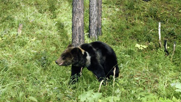 Бурый медведь в тайге Бурый медведь в тайге