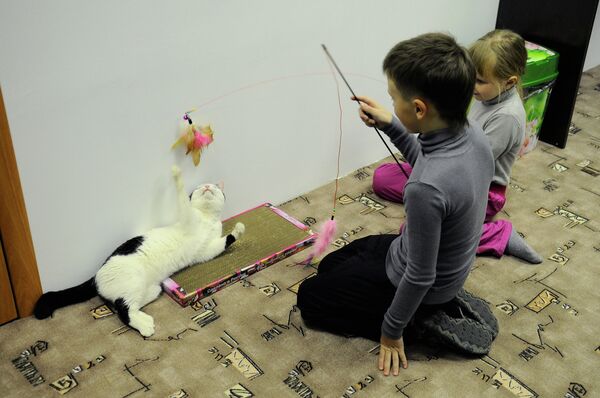 Котокафе в Красноярске Котокафе в Красноярске