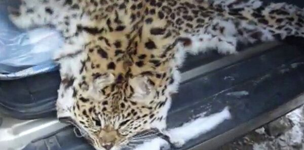 Шкура дальневосточного леопарда Шкура дальневосточного леопарда