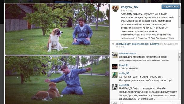 Скриншот Instgram Рамзана Кадырова с объявлением о пропаже его собаки Скриншот Instgram Рамзана Кадырова с объявлением о пропаже его собаки