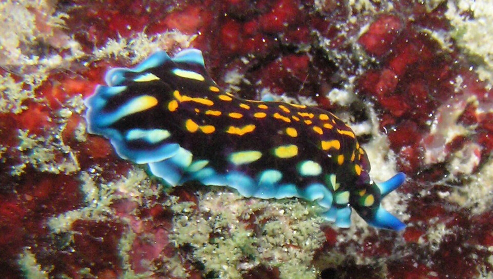 морской слизняк голожаберник, морской заяц слизень черный, морской заяц моллюск аплизия, калифорнийский морской слизень