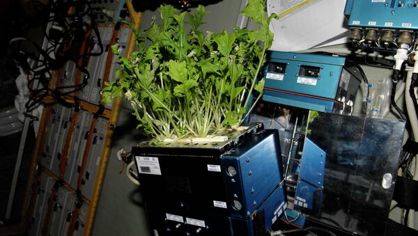 Капуста Мизуна растет на борту МКС. Архивное фото
