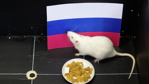 Крыса Шурик предсказывает исход хоккейного матча Россия - Словения на Олимпийских играх в Сочи Крыса Шурик предсказывает исход хоккейного матча Россия - Словения на Олимпийских играх в Сочи