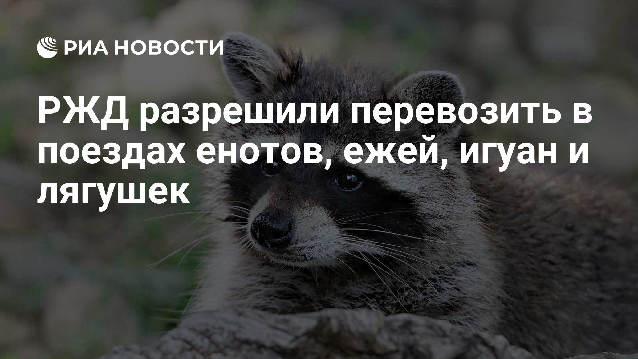 РЖД разрешили перевозить в поездах енотов, ежей, игуан и ...