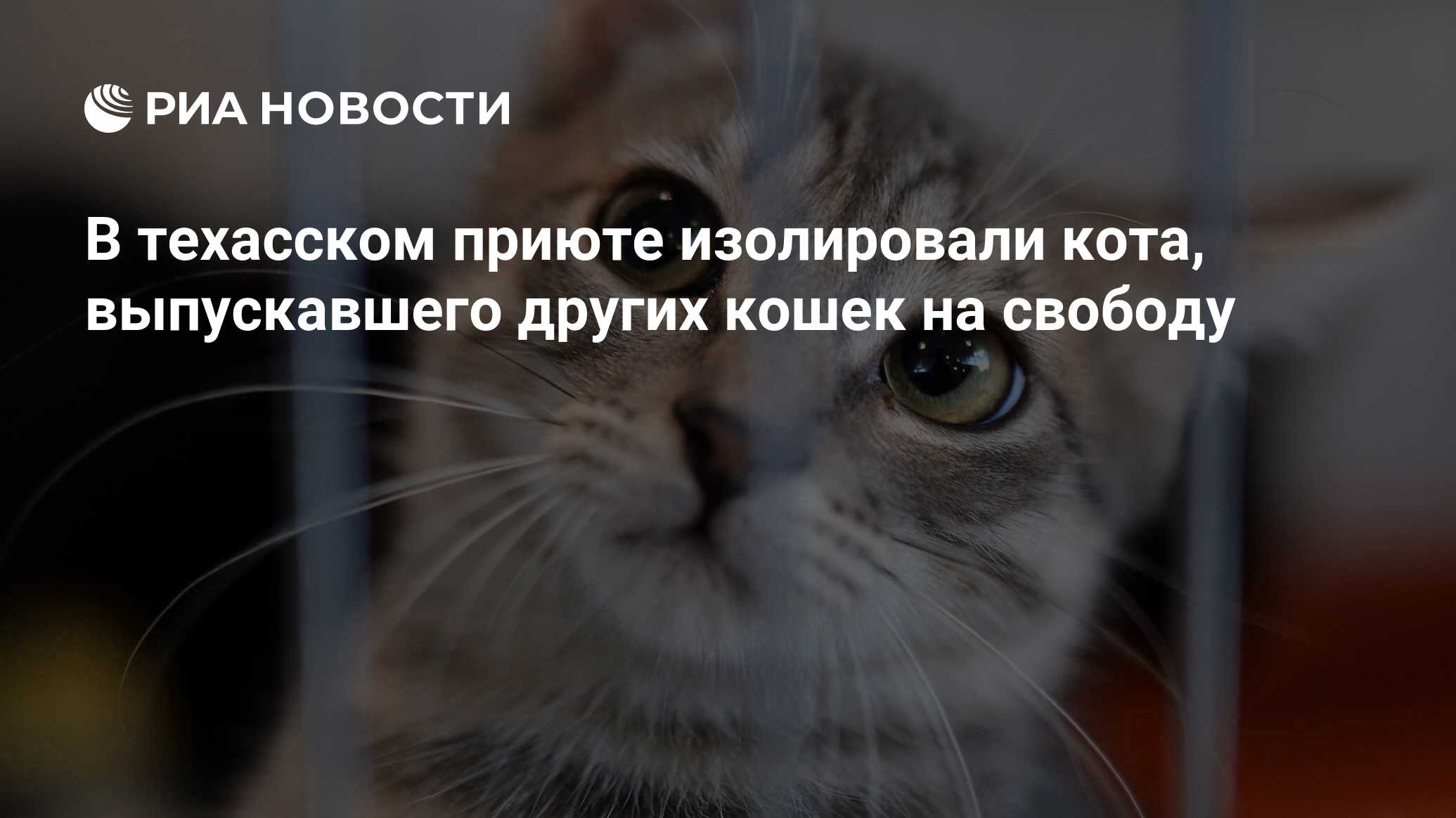 Как занять кота на весь день