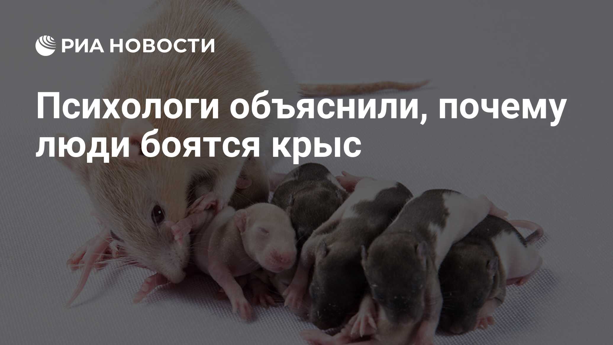 Почему крысы боятся