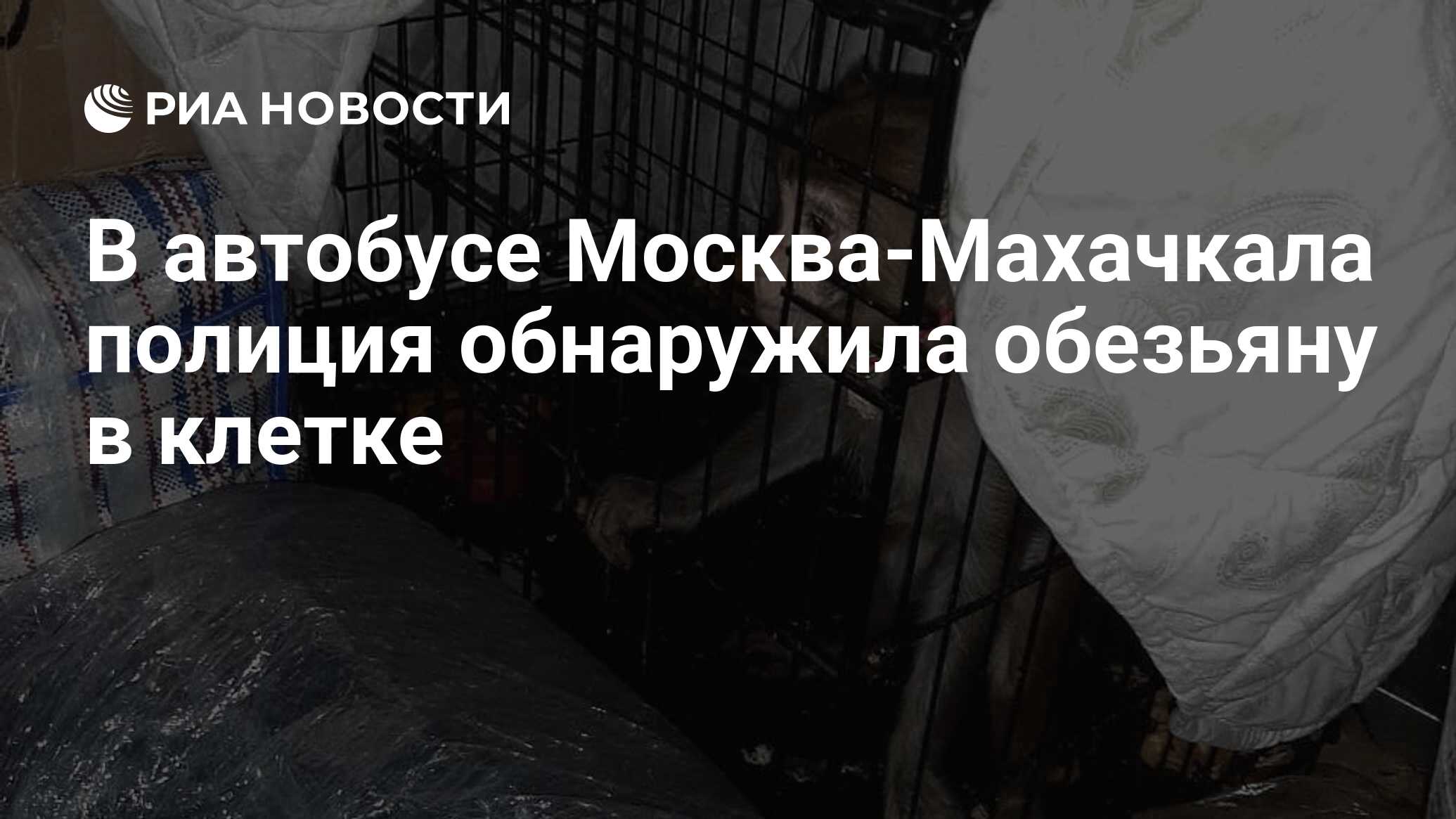 В автобусе Москва-Махачкала полиция обнаружила обезьяну в клетке